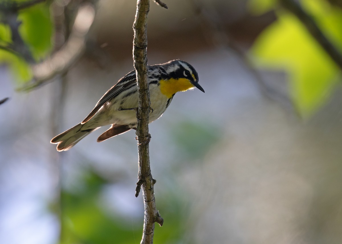 Yellow-throated Warbler - ML656652669