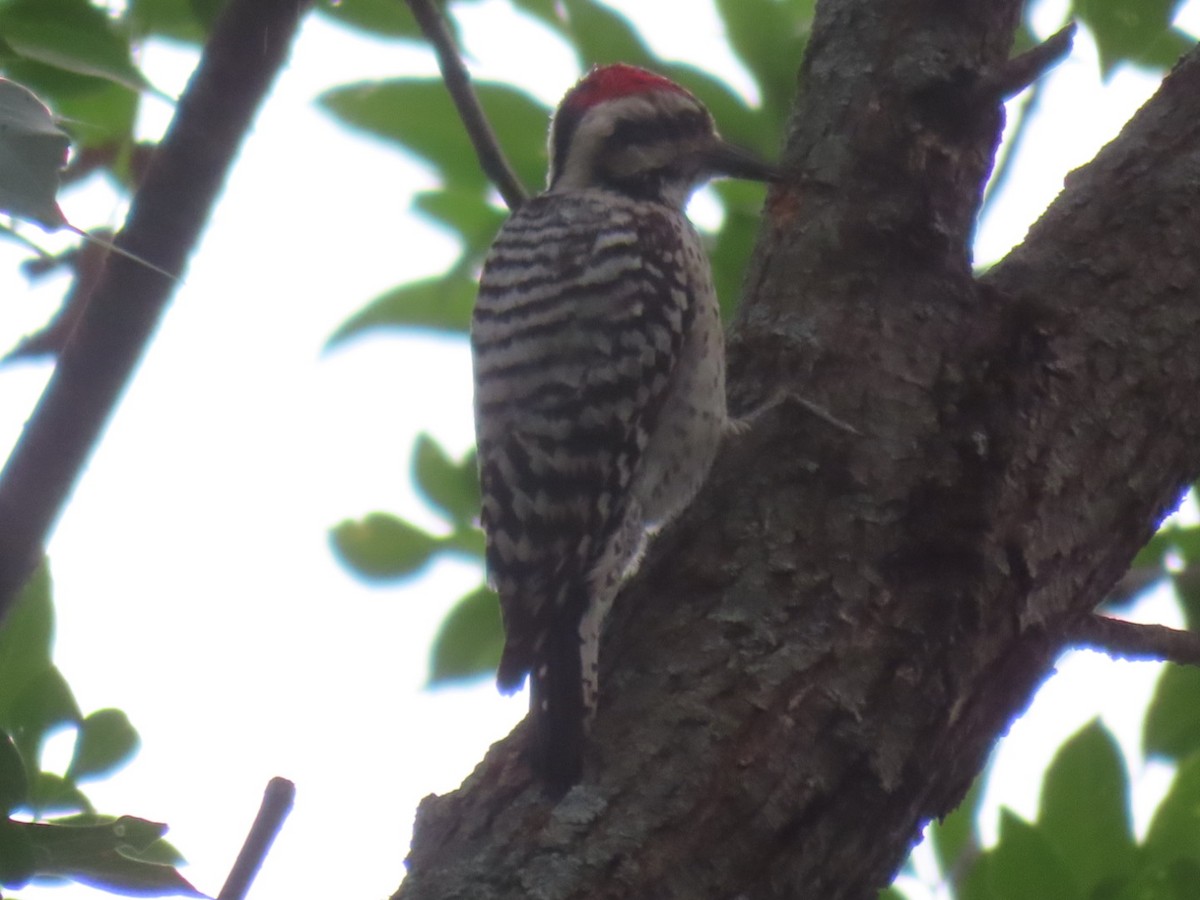 Ladder-backed Woodpecker - ML656652758