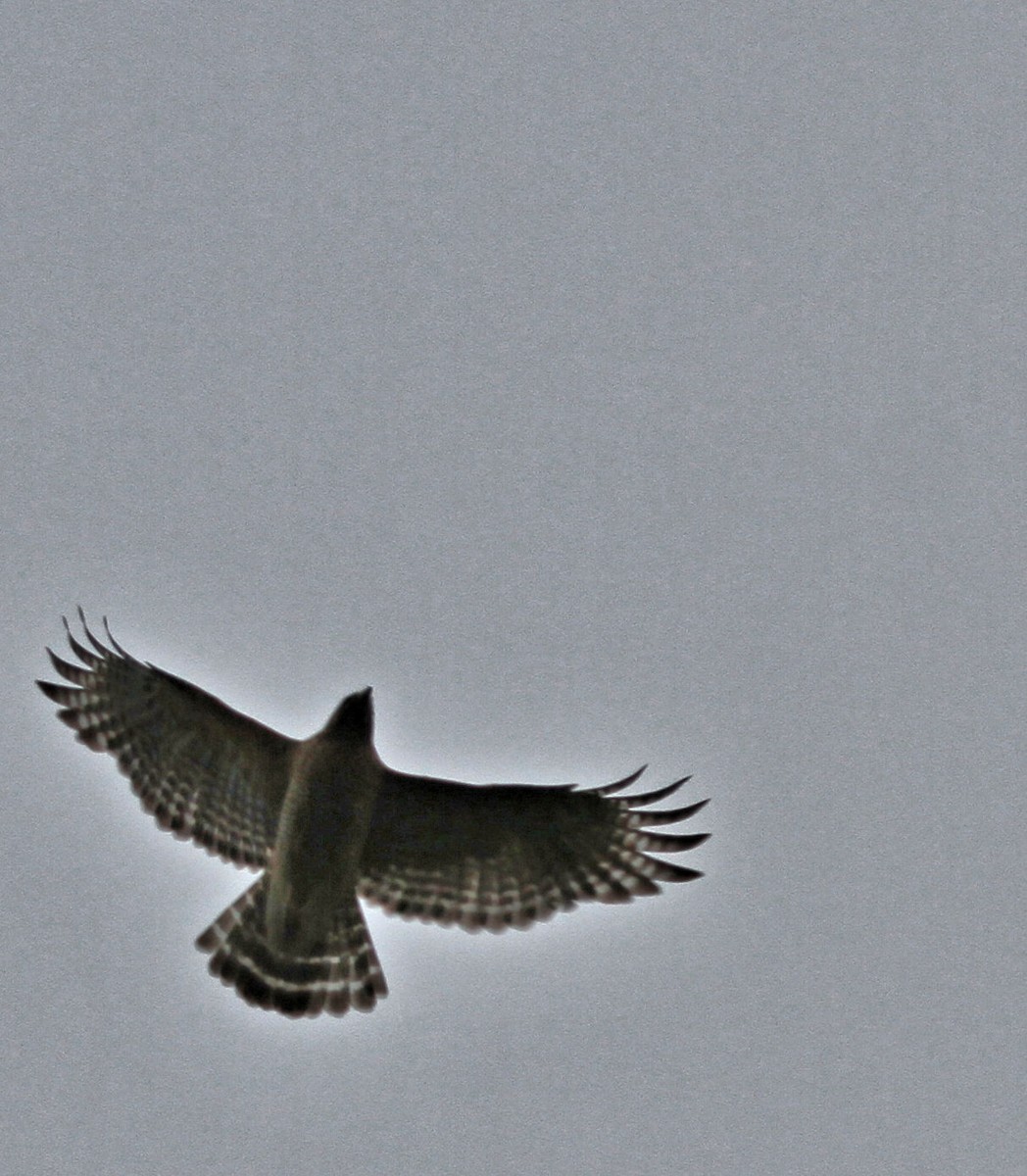 Red-shouldered Hawk - ML656653152