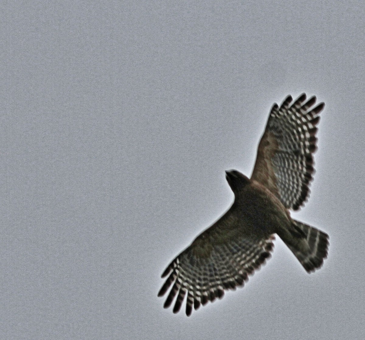 Red-shouldered Hawk - ML656653217