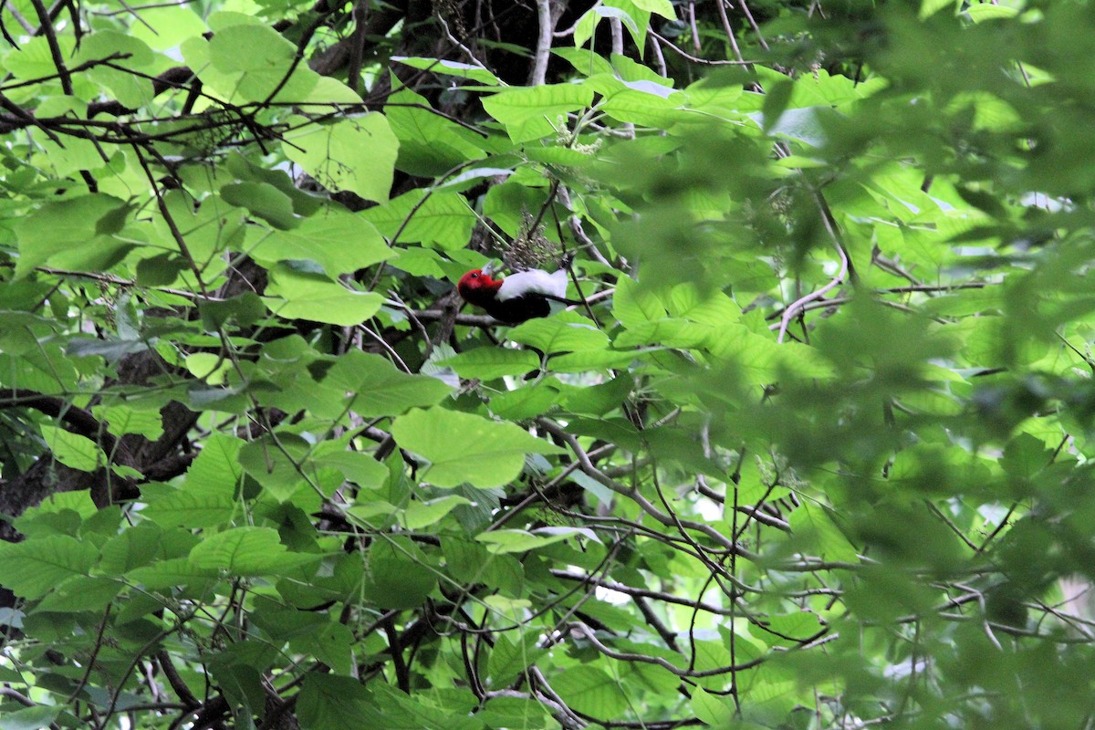 Red-bellied Woodpecker - ML656653272