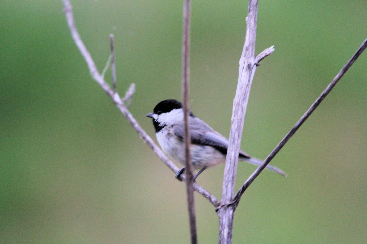 Carolina Chickadee - ML656653295