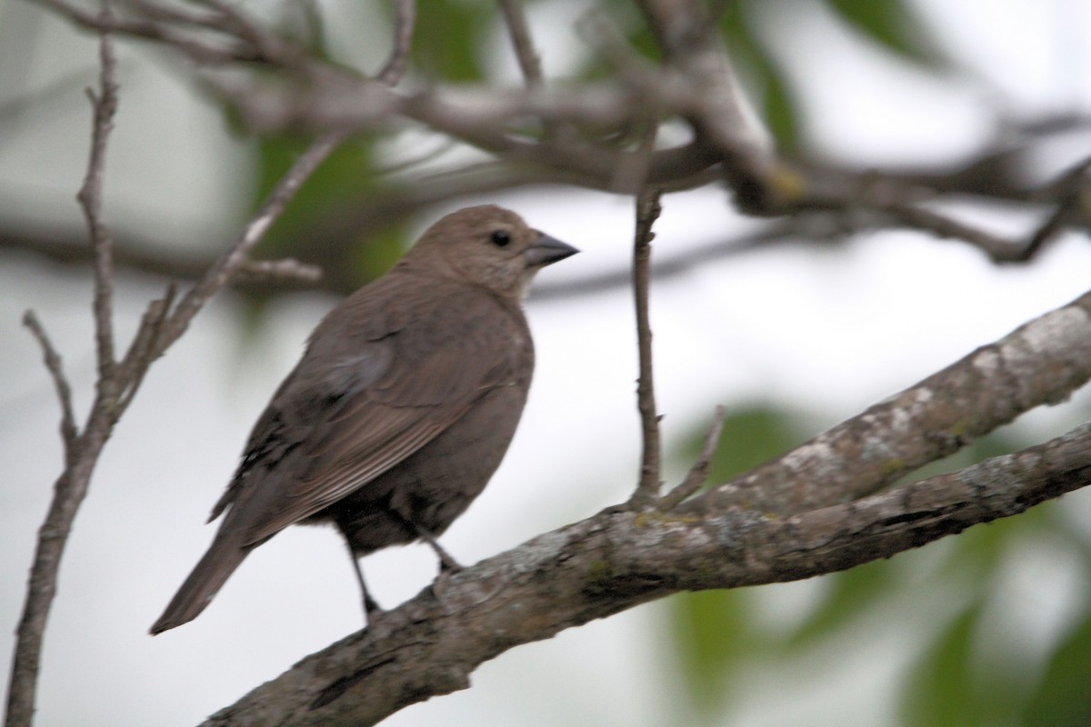 Brown-headed Cowbird - ML656653316