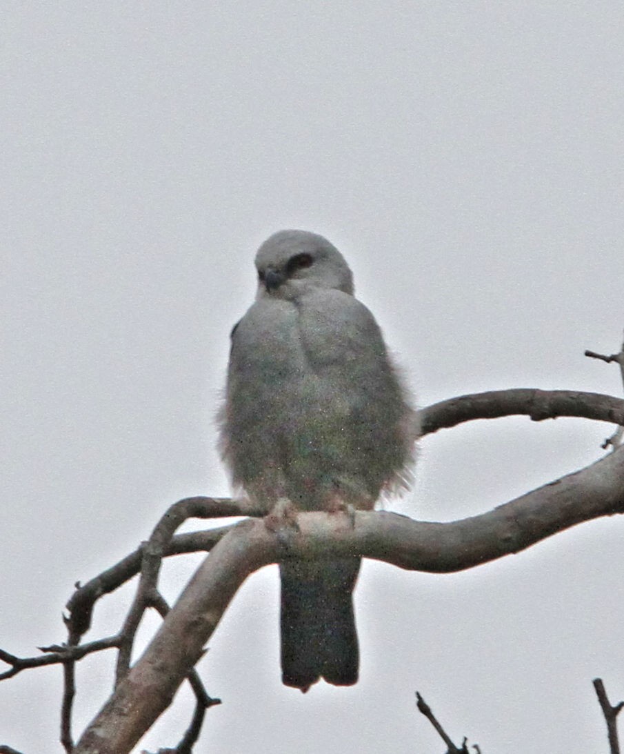 Mississippi Kite - ML656653414