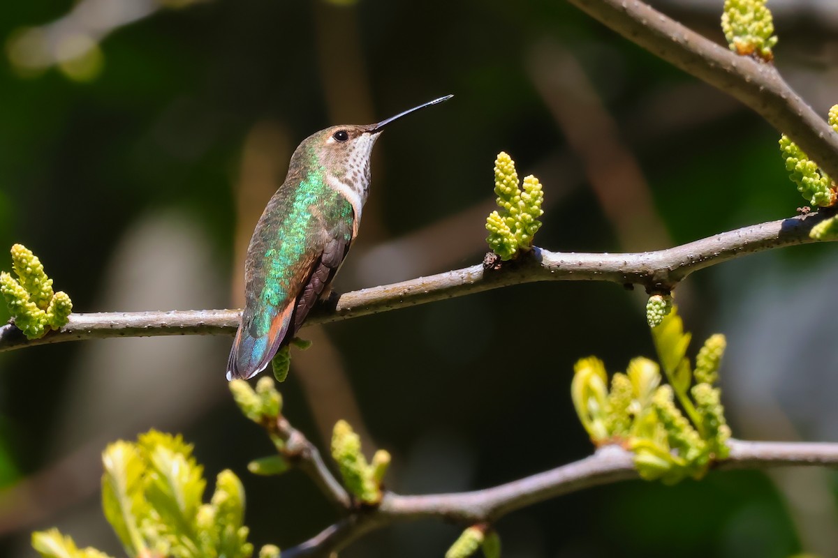 Rufous Hummingbird - ML656653485