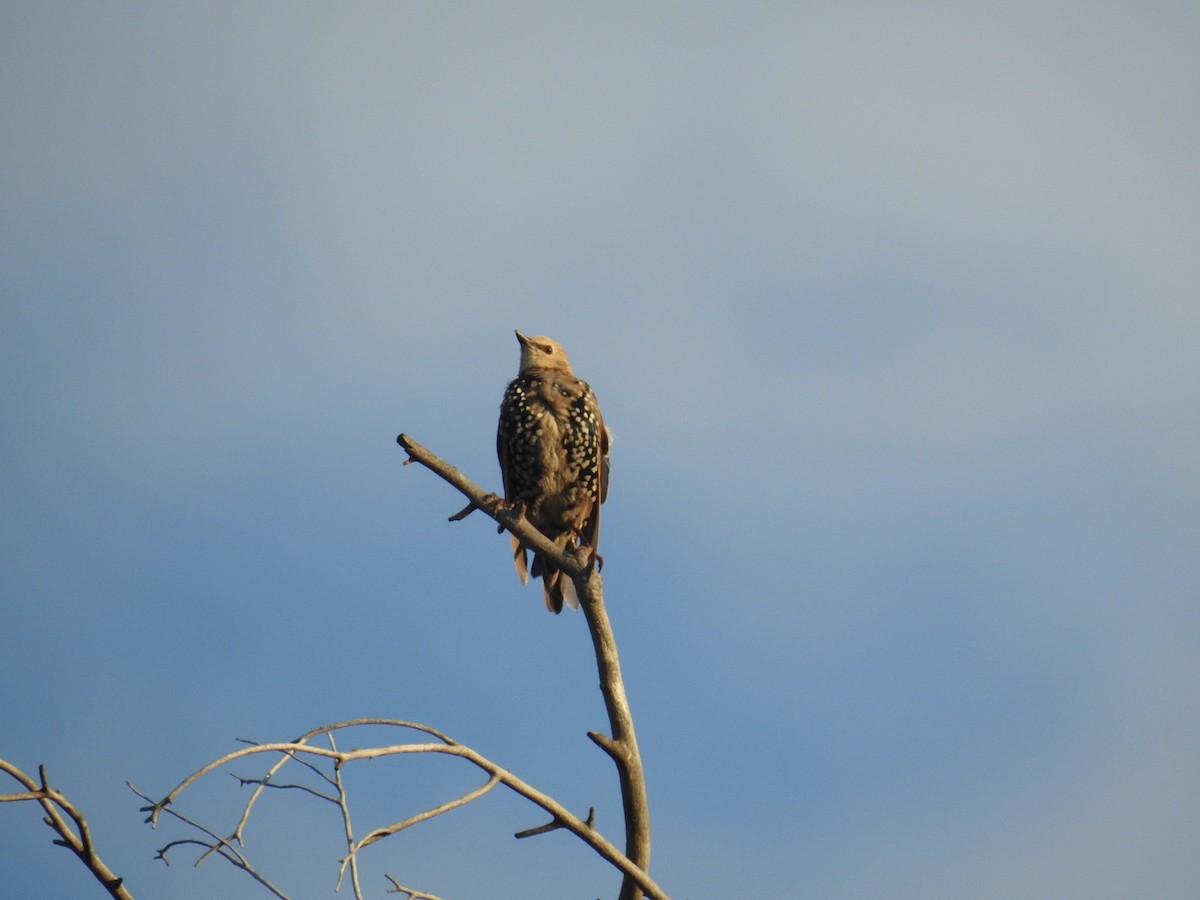 European Starling - ML65665351