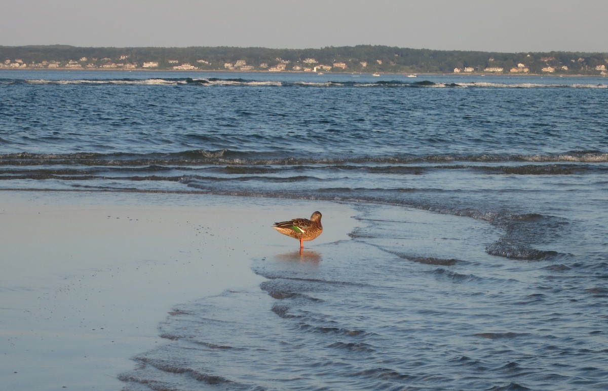 Northern Shoveler - ML65665431