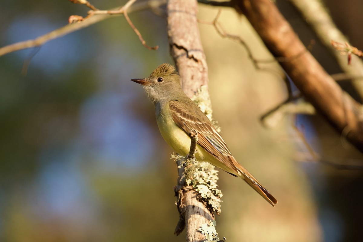 Great Crested Flycatcher - ML656654983