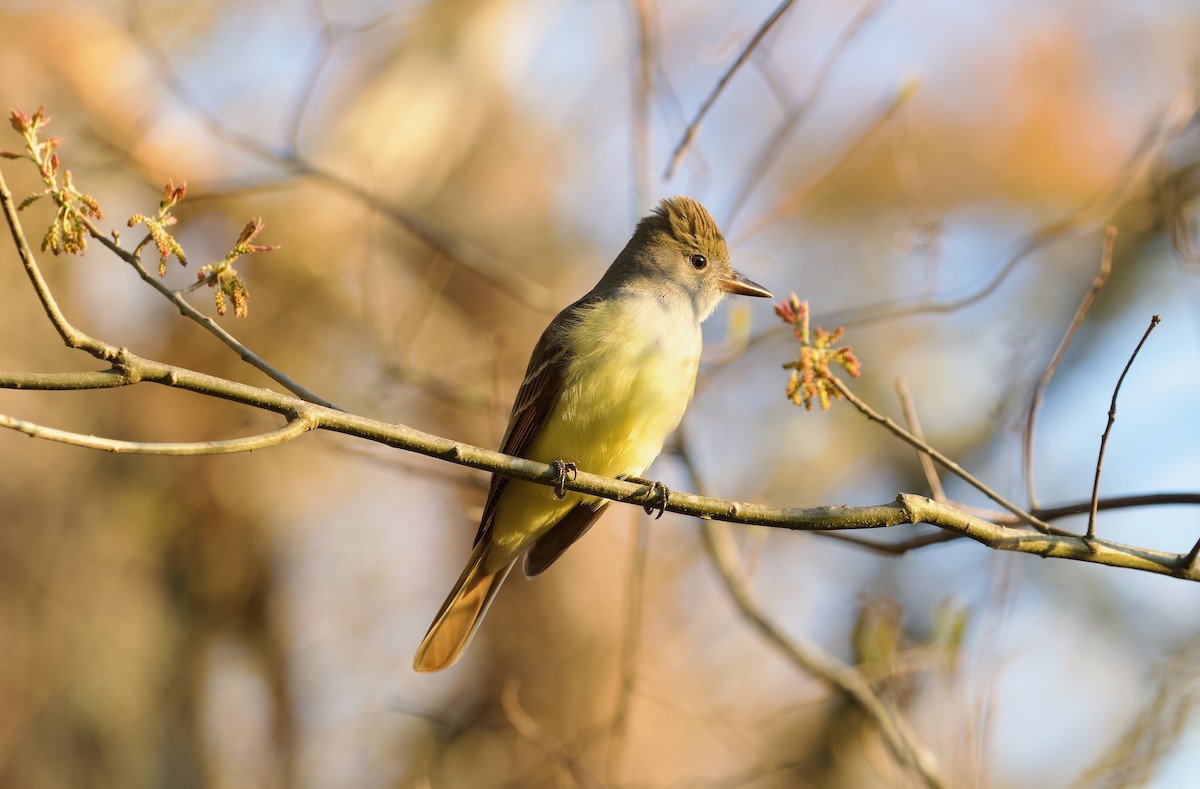 Great Crested Flycatcher - ML656655050