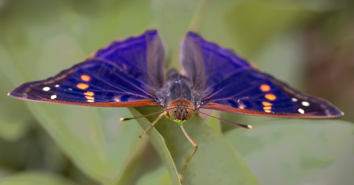 Agathina Emperor - ML656656745