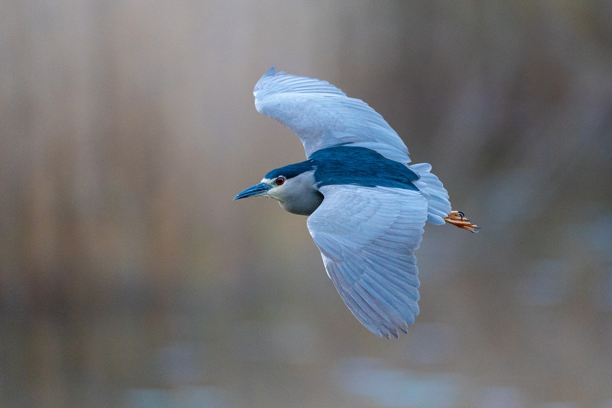 Black-crowned Night Heron (Eurasian) - ML656656788
