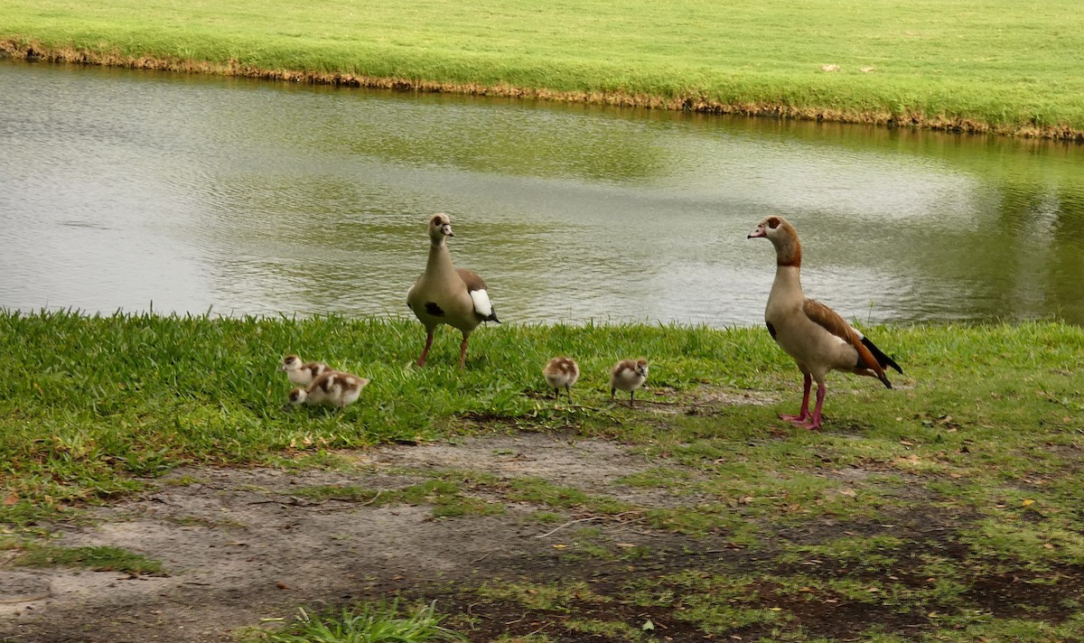 Egyptian Goose - ML656657229