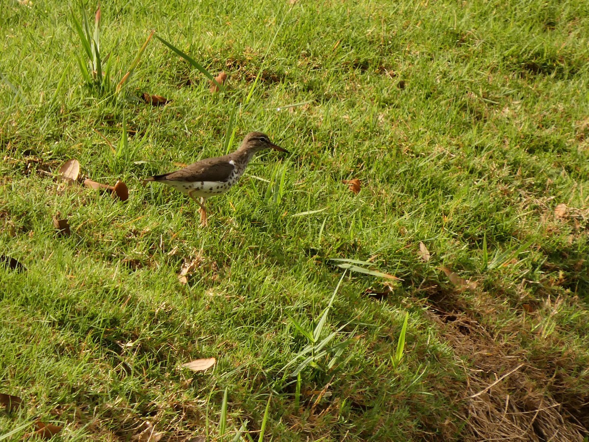 Spotted Sandpiper - ML656657251