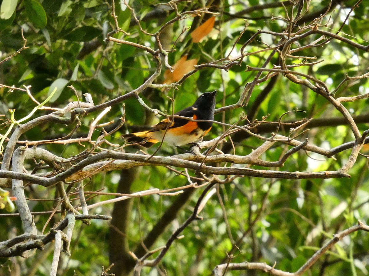 American Redstart - ML656657263