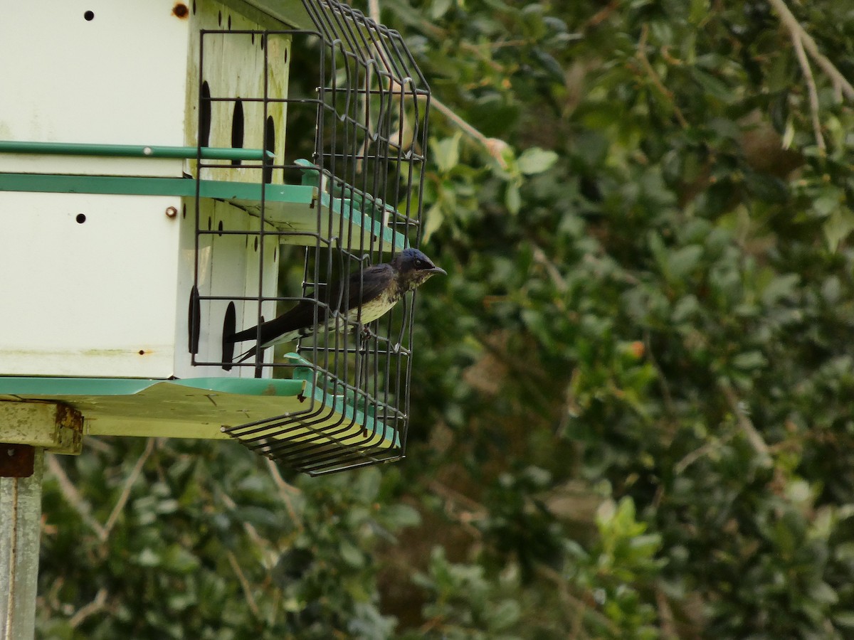 Purple Martin - ML656657312