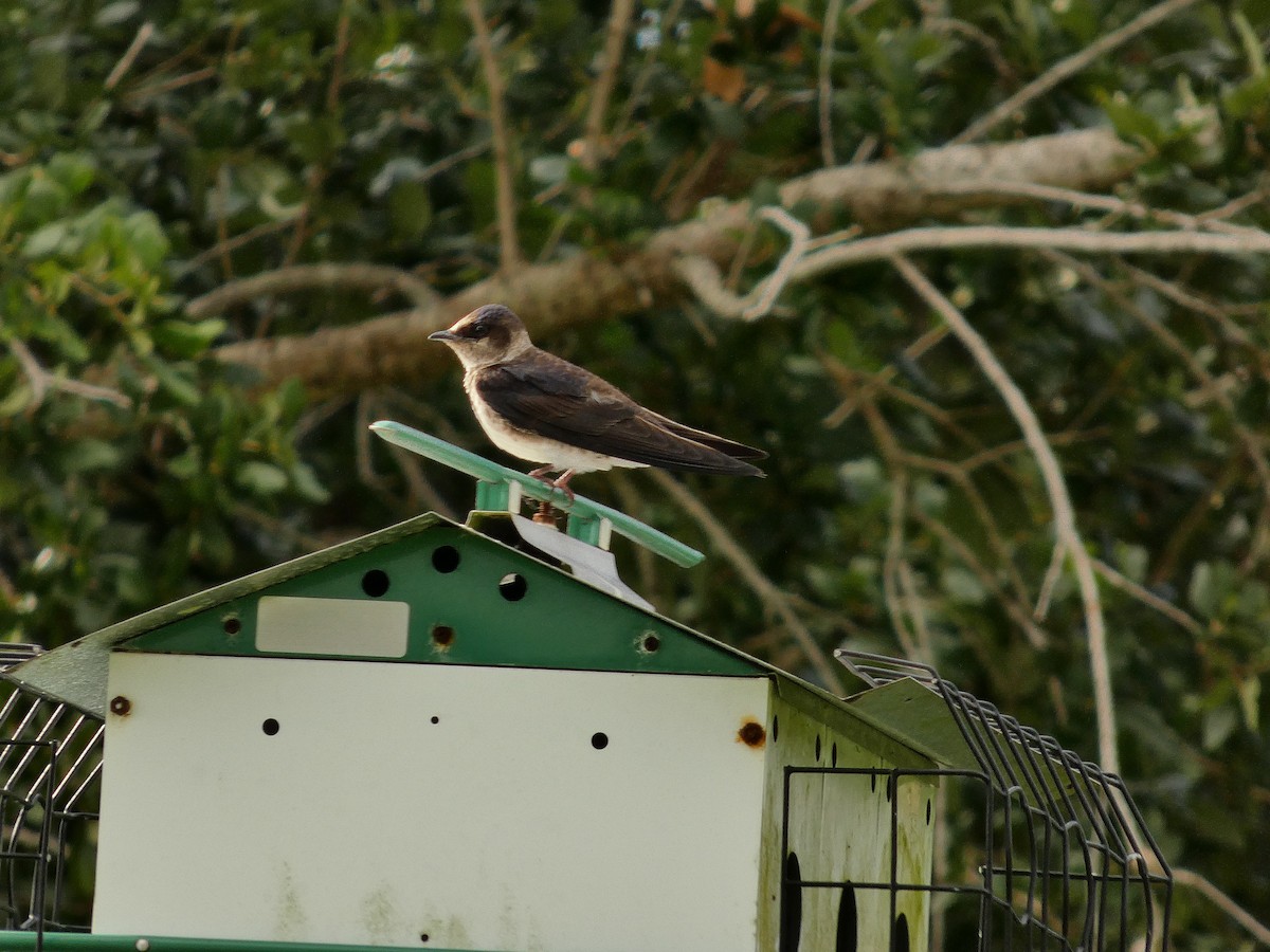 Purple Martin - ML656657313