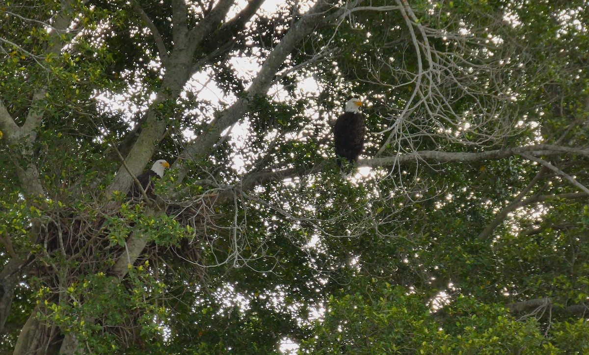 Bald Eagle - ML656657357