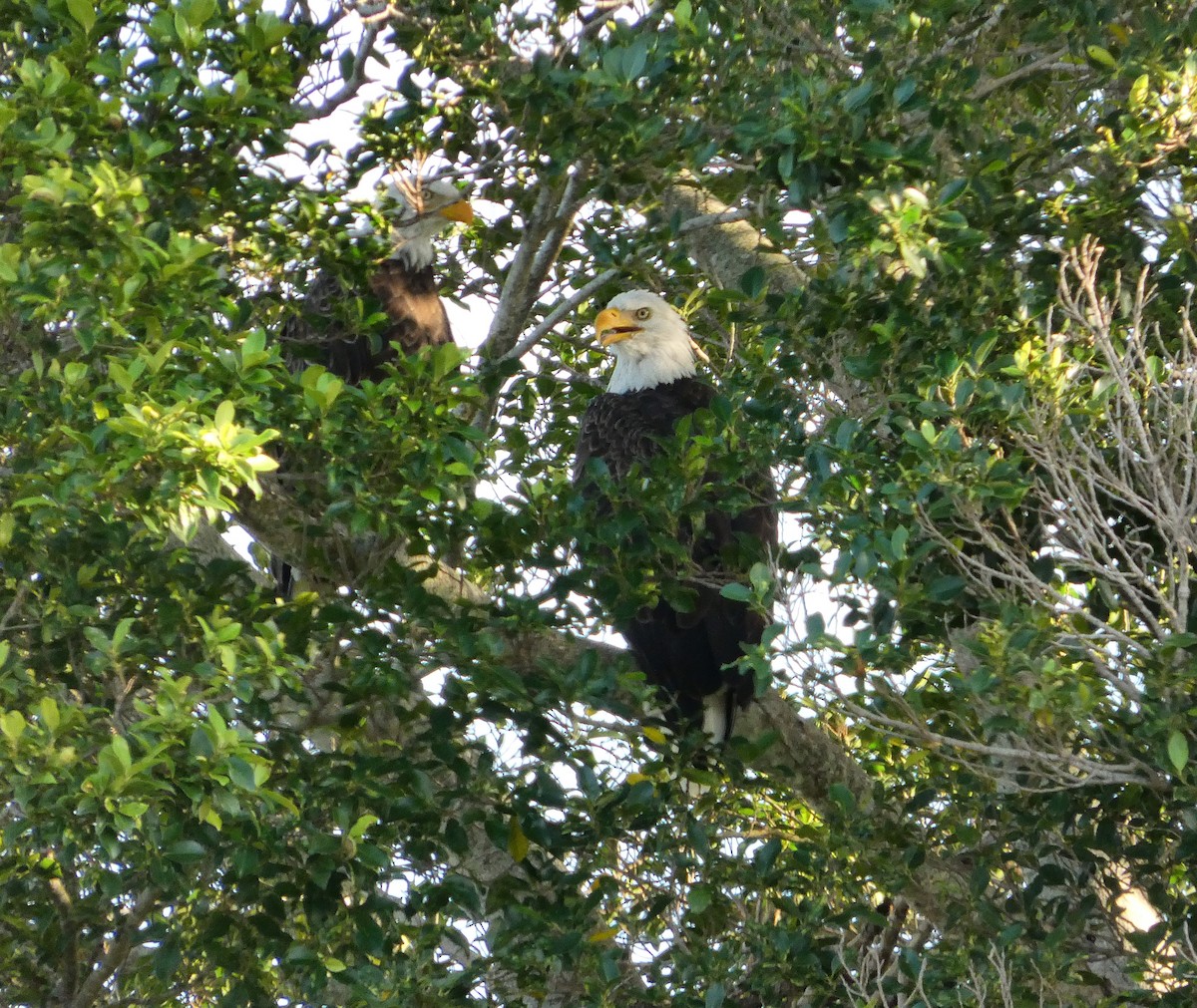 Bald Eagle - ML656657376