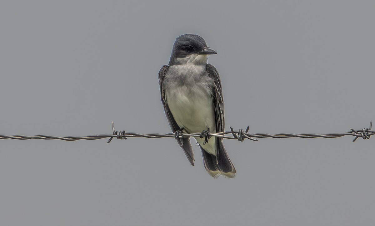 Eastern Kingbird - ML656657644