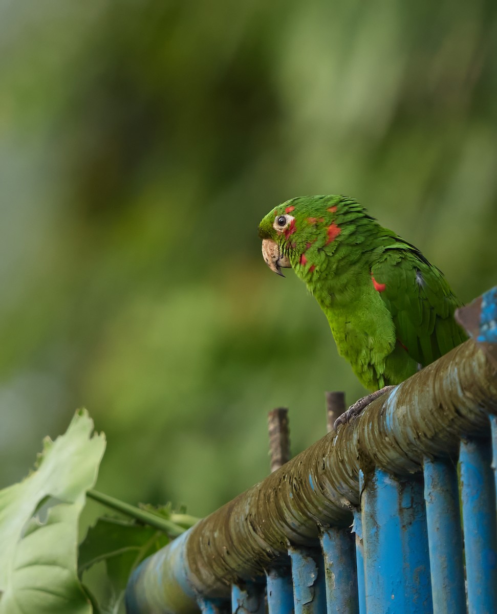 White-eyed Parakeet - ML656659214