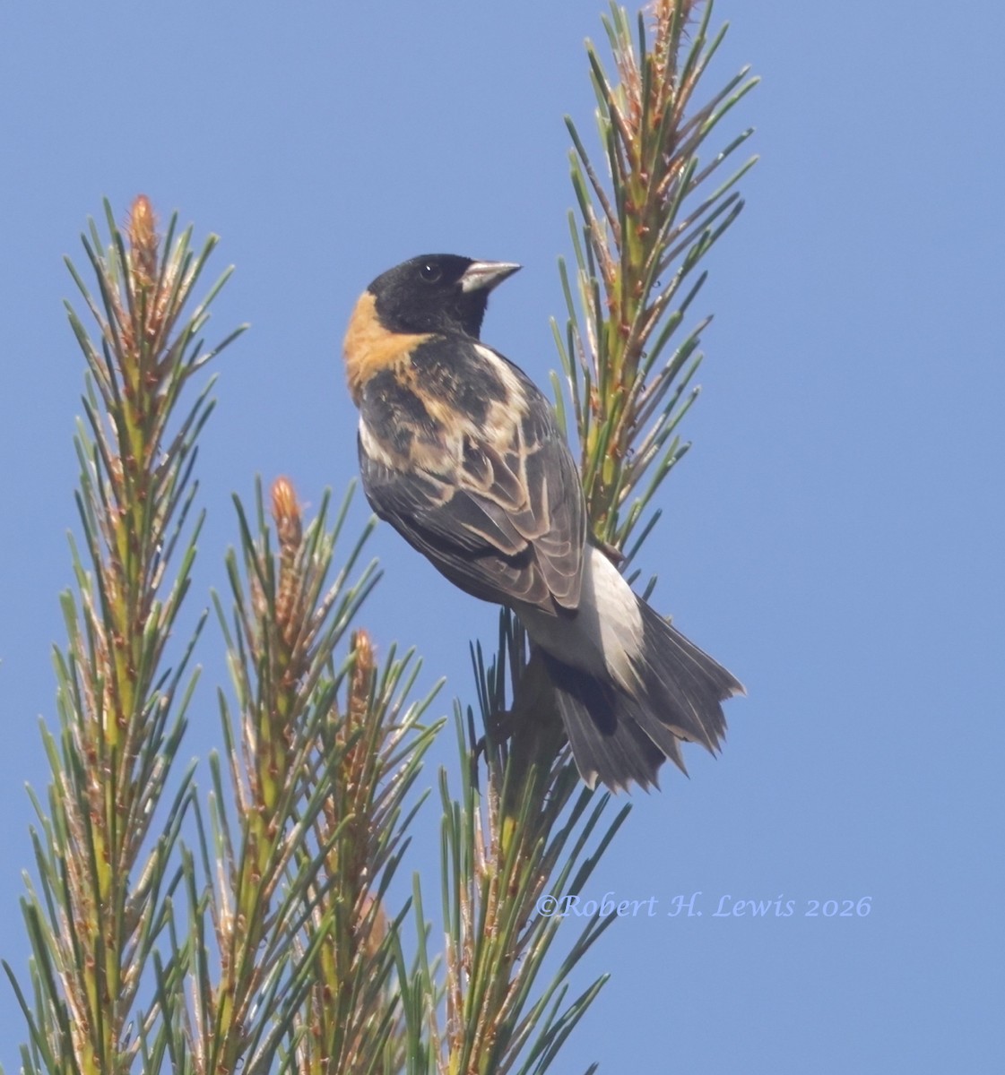 Bobolink - ML656659608
