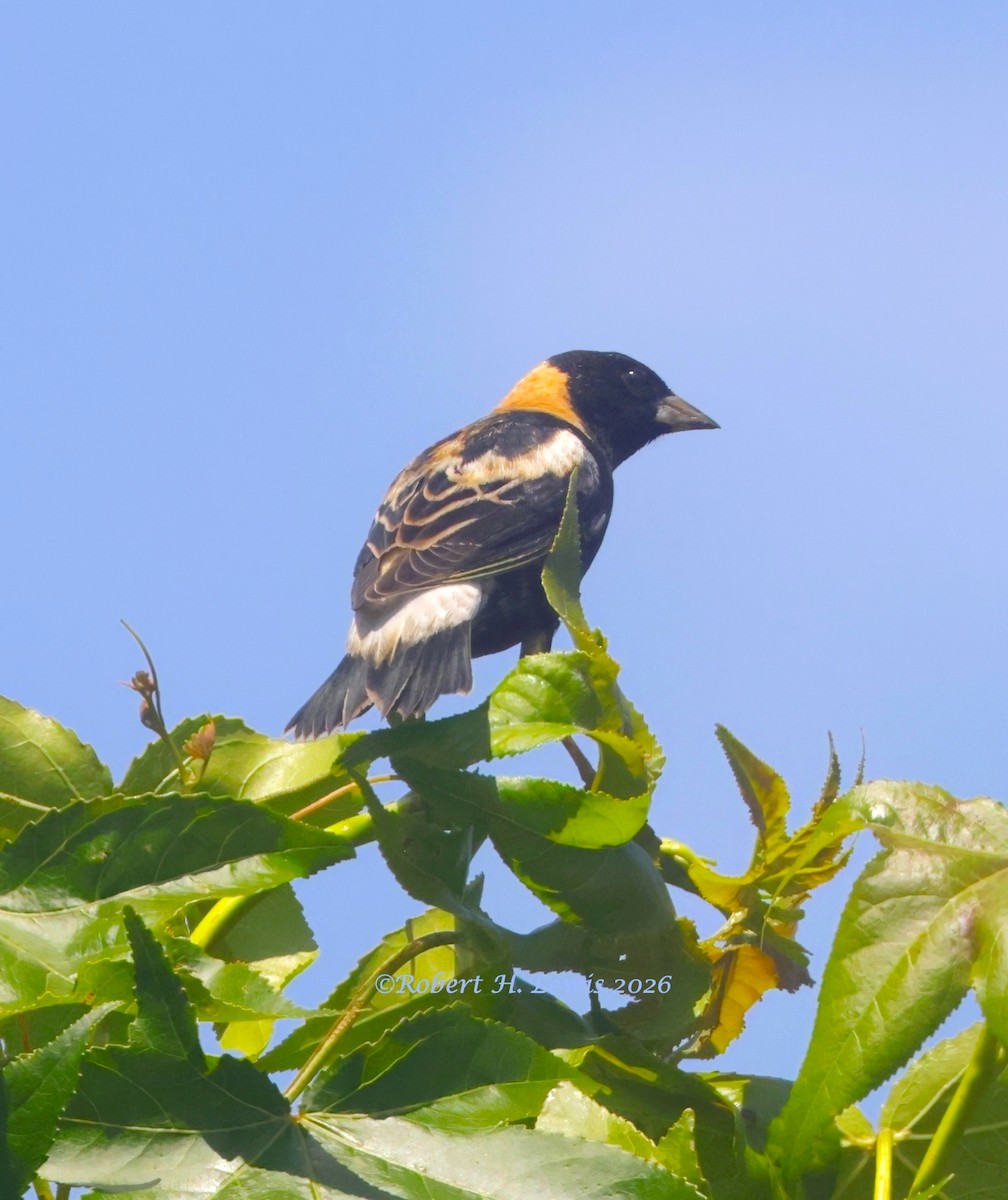 Bobolink - ML656659609