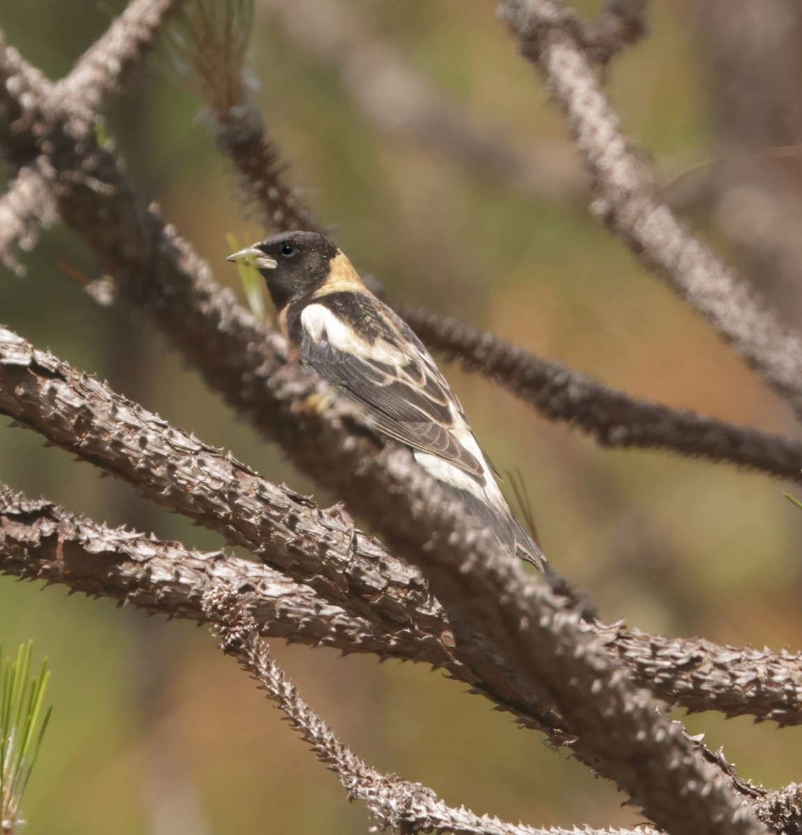 Bobolink - ML656659610