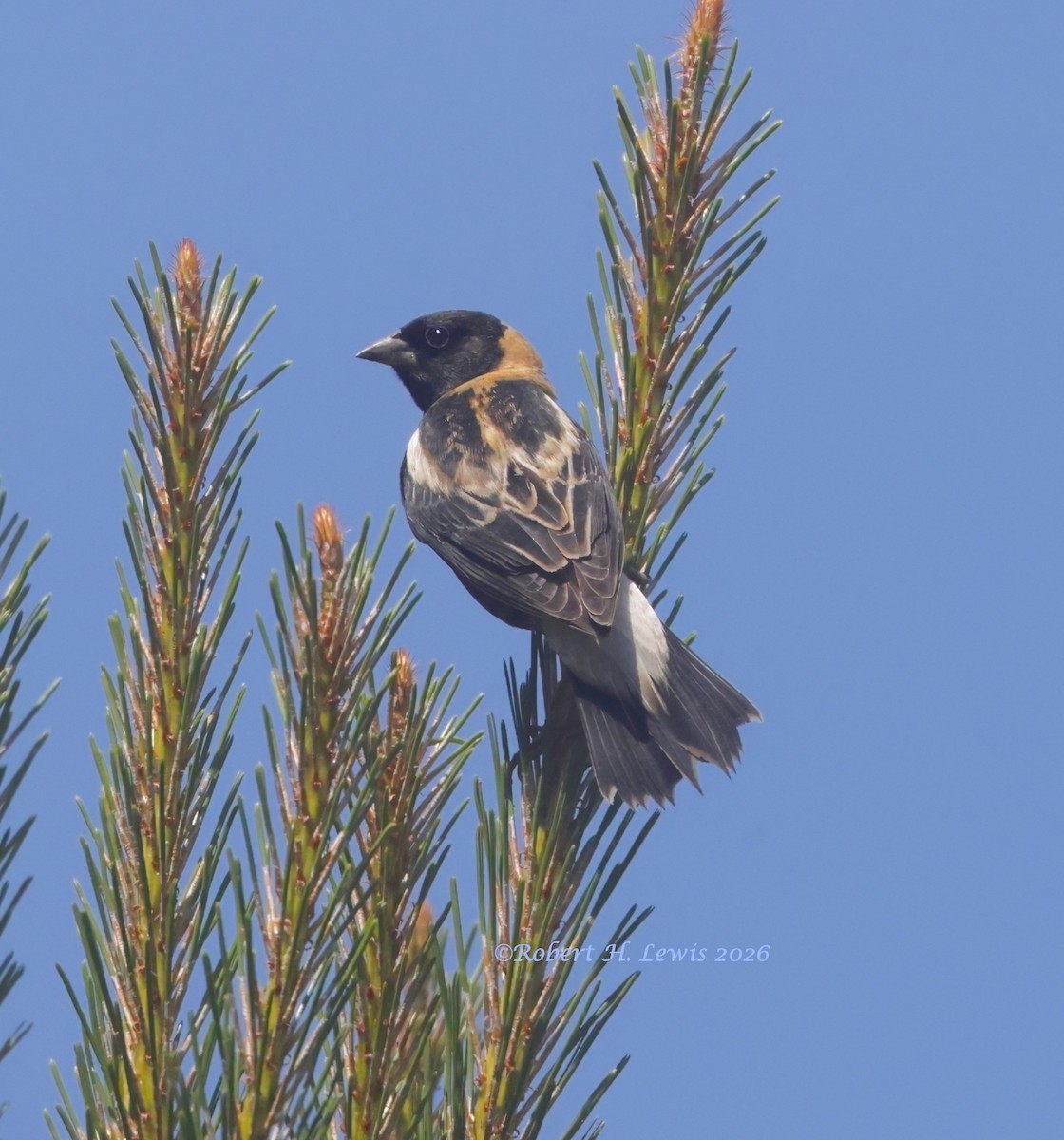 Bobolink - ML656659611