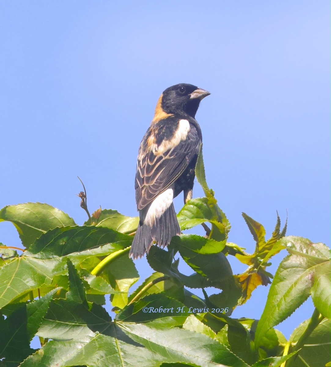 Bobolink - ML656659612