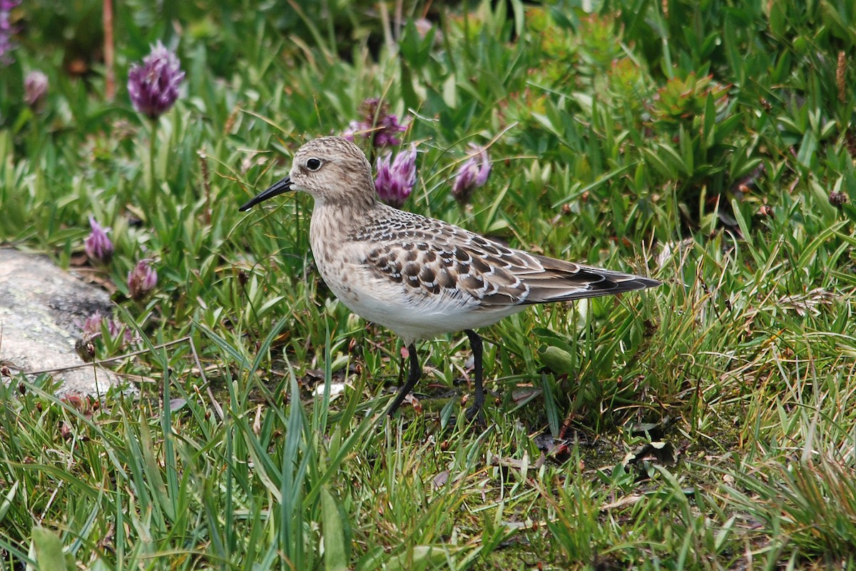 Baird's Sandpiper - ML65666141