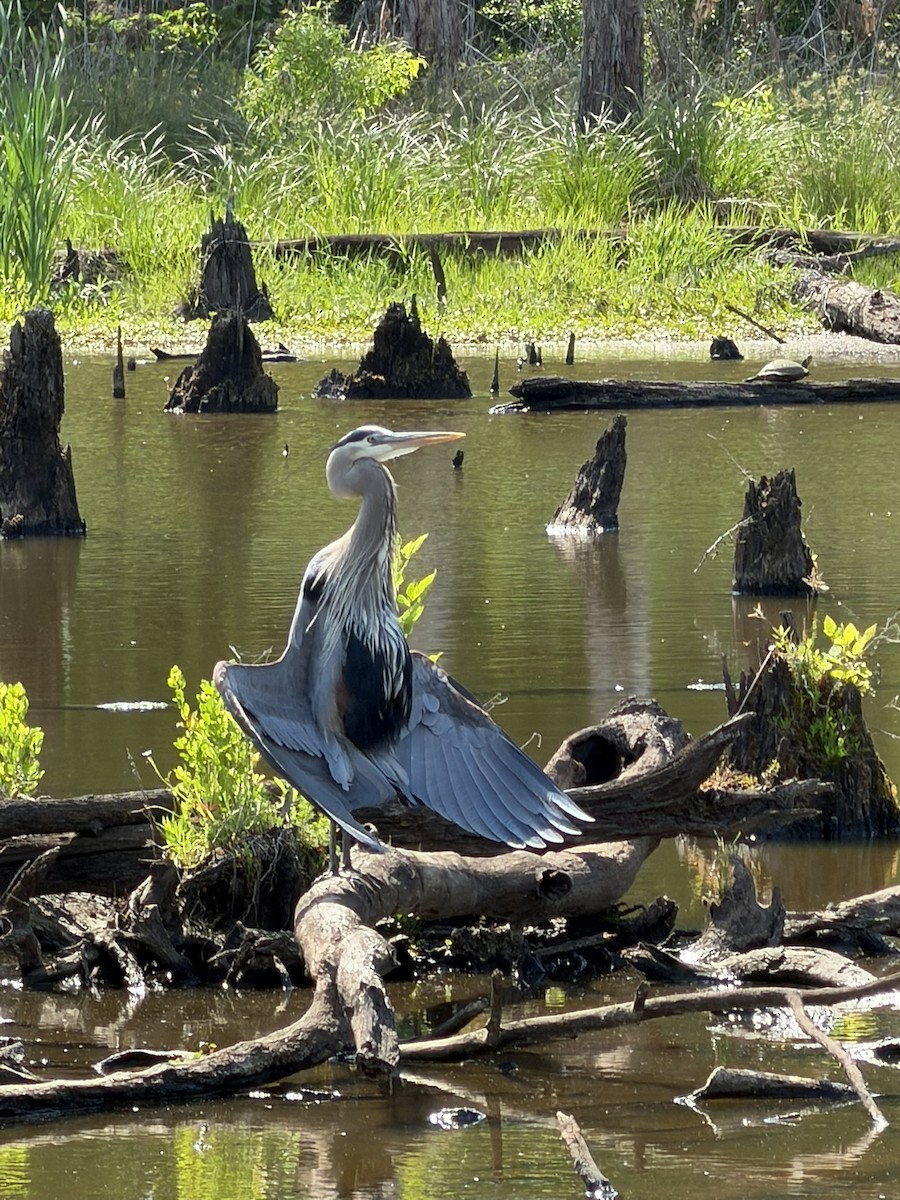Great Blue Heron - ML656662585
