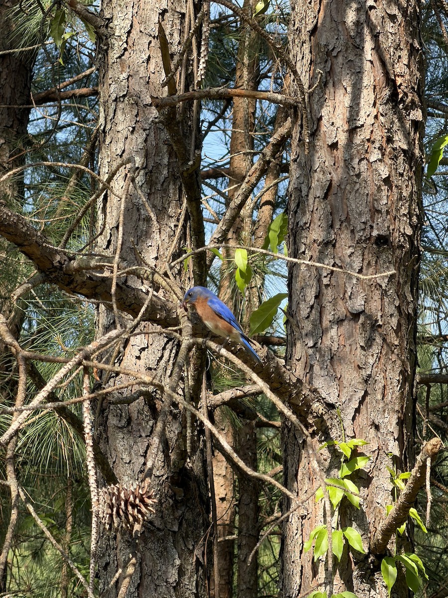 Eastern Bluebird - ML656662789