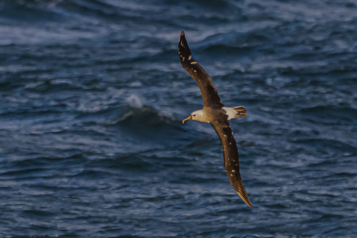 Atlantic Yellow-nosed Albatross - ML656664260