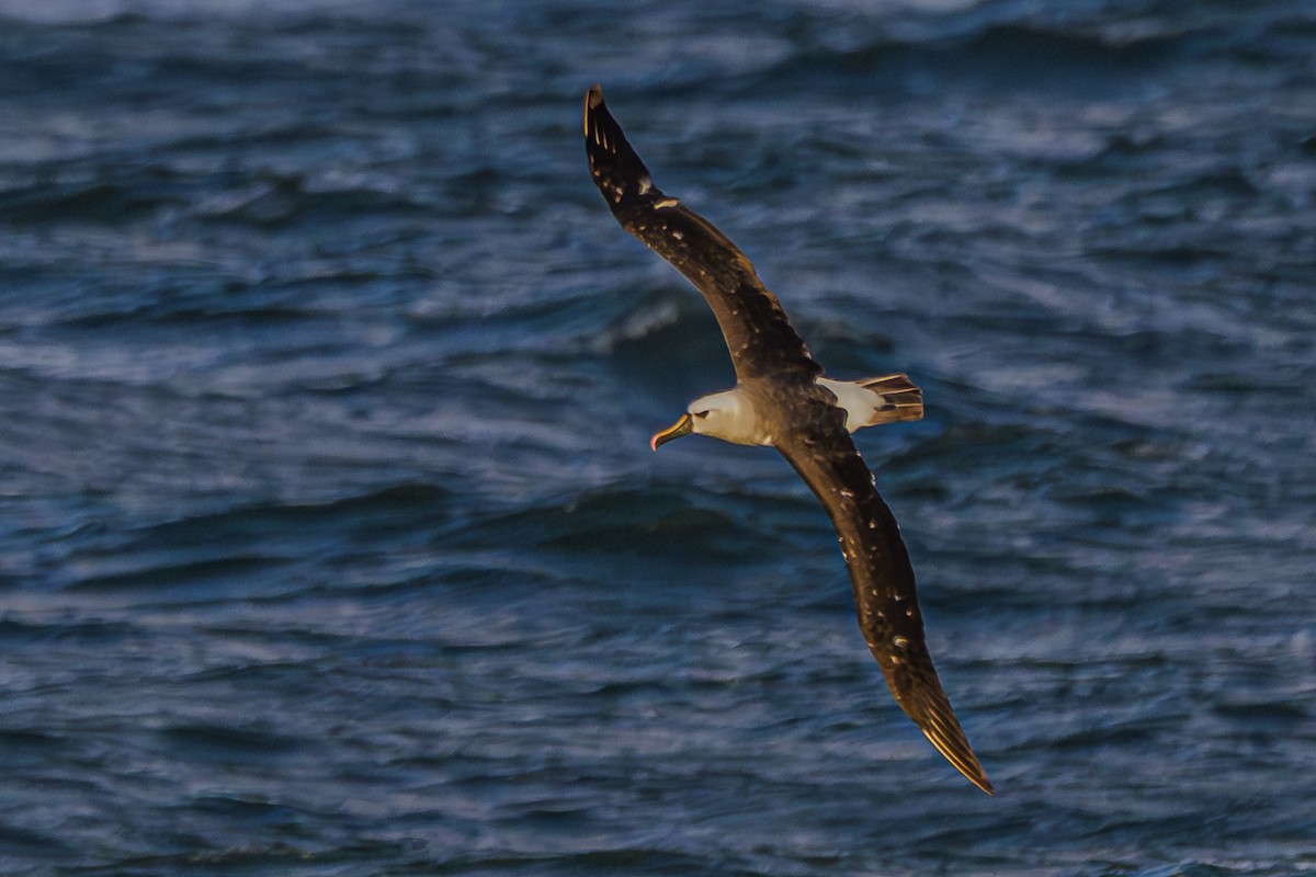 Atlantic Yellow-nosed Albatross - ML656664263