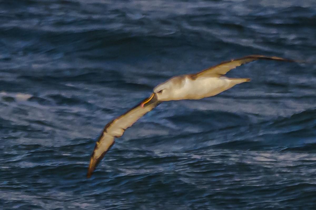 Atlantic Yellow-nosed Albatross - ML656664273