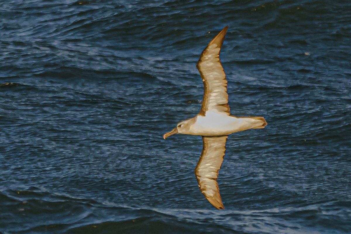 Atlantic Yellow-nosed Albatross - ML656664275