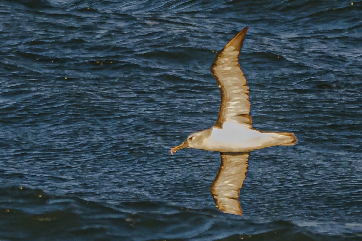 Atlantic Yellow-nosed Albatross - ML656664279