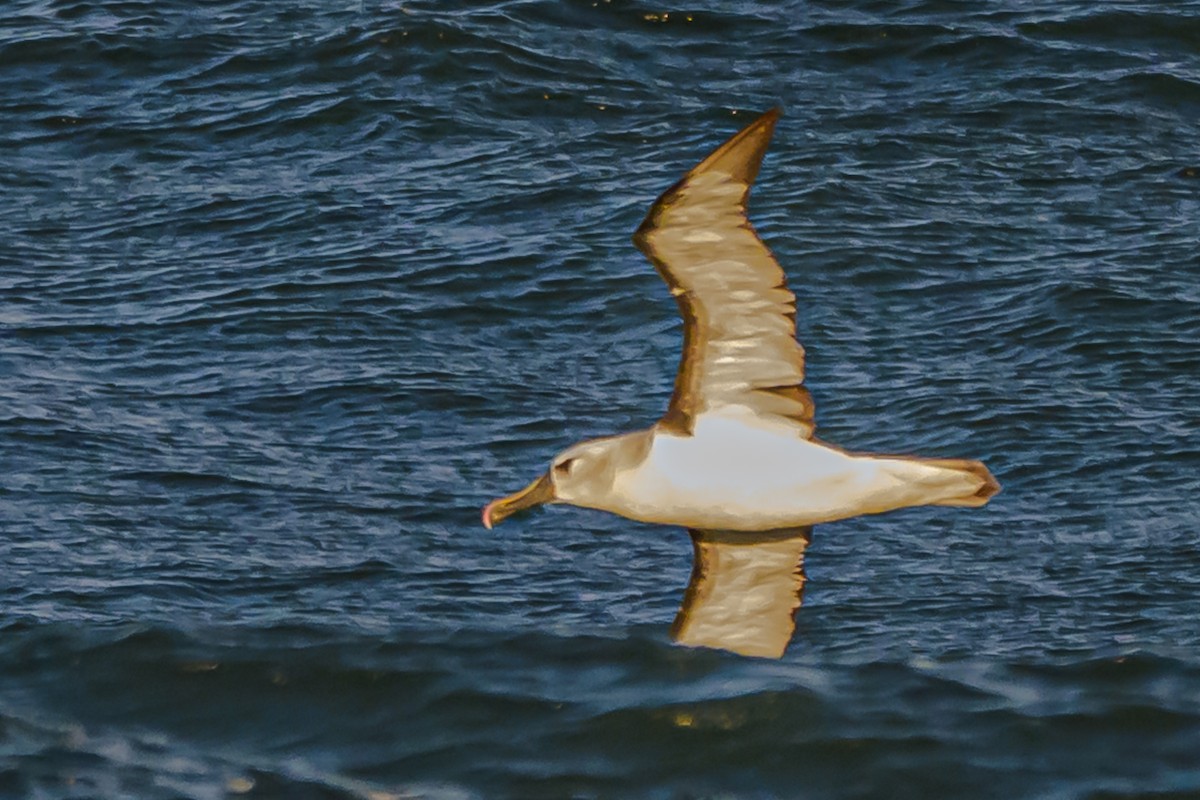 Atlantic Yellow-nosed Albatross - ML656664283