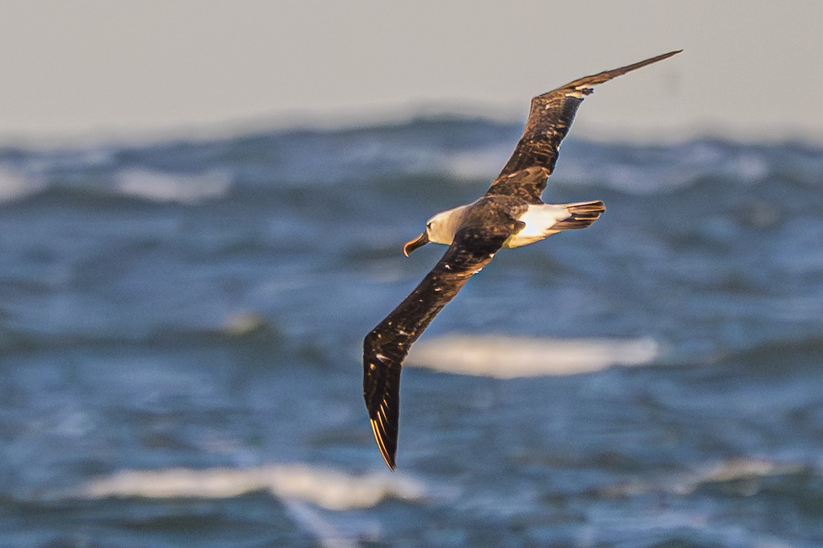 Atlantic Yellow-nosed Albatross - ML656664285