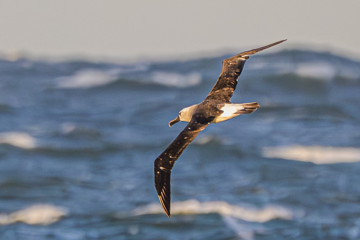 Atlantic Yellow-nosed Albatross - ML656664286