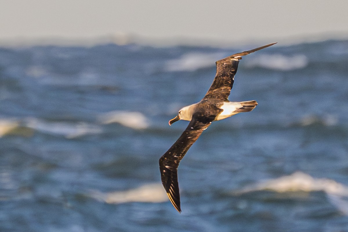 Atlantic Yellow-nosed Albatross - ML656664300