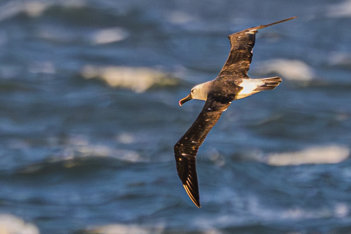 Atlantic Yellow-nosed Albatross - ML656664302