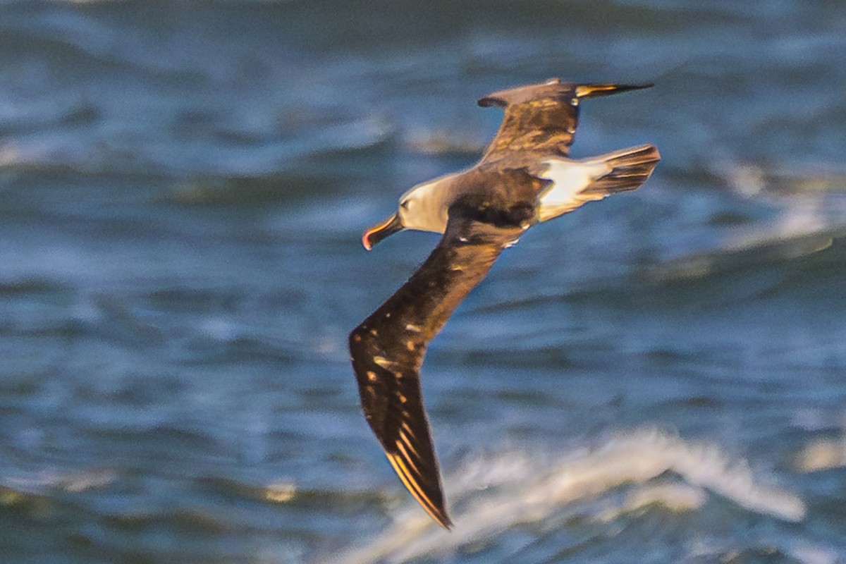 Atlantic Yellow-nosed Albatross - ML656664306