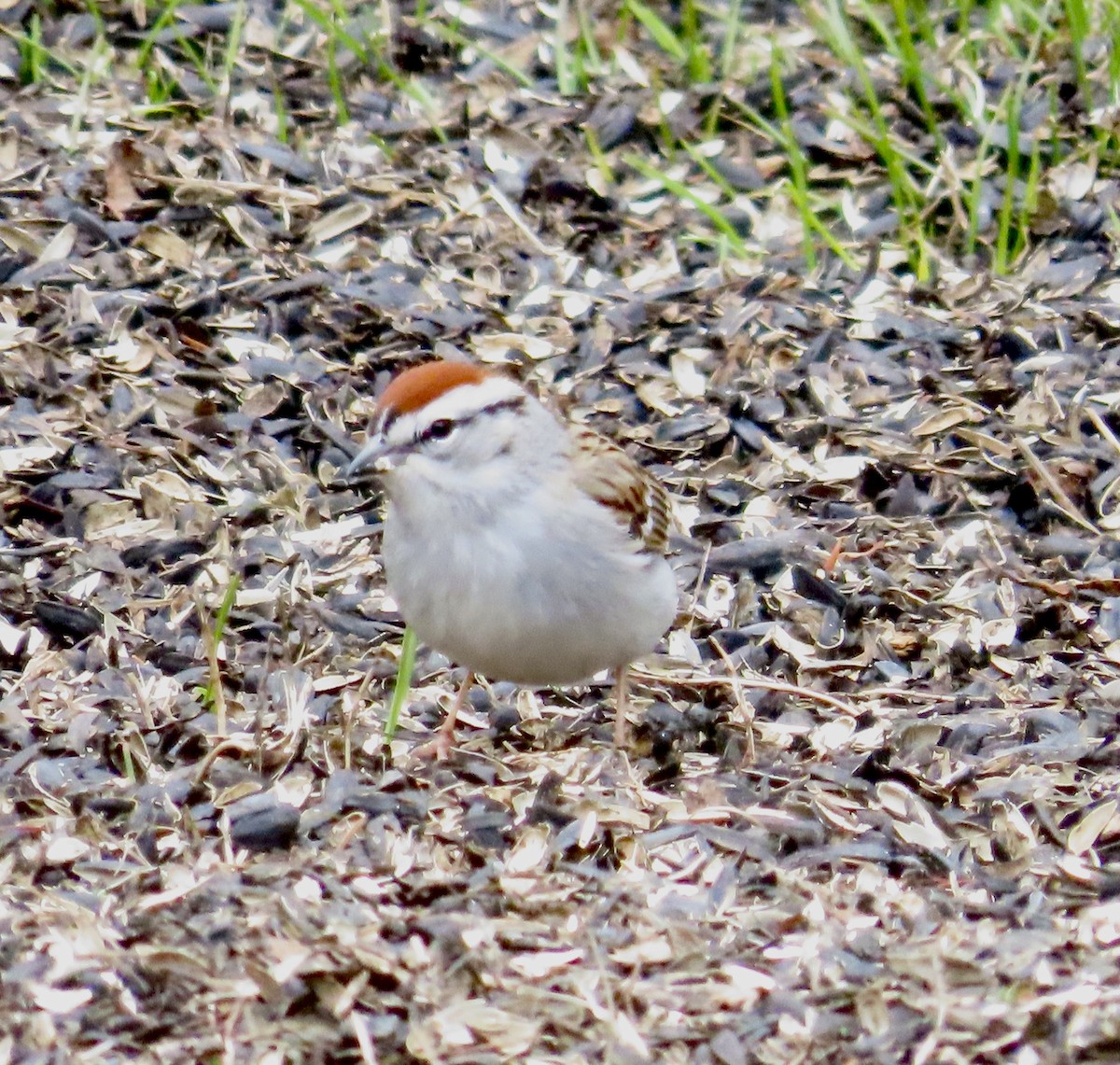 Chipping Sparrow - ML656665575