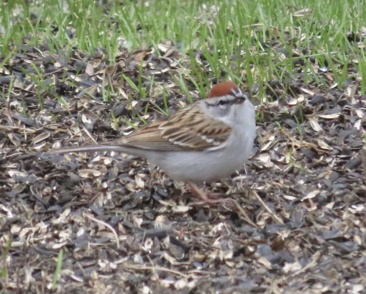 Chipping Sparrow - ML656665576