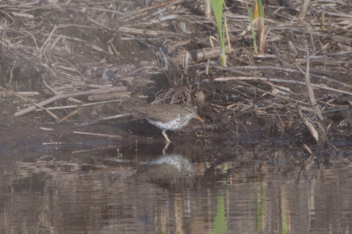 eBird Checklist - 5 May 2026 - Pickering Ponds, Rochester - 76 species