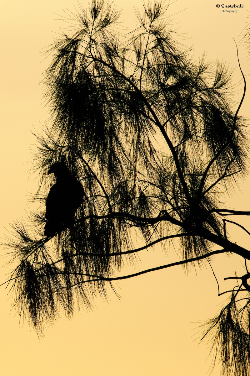 Osprey - ML656666659