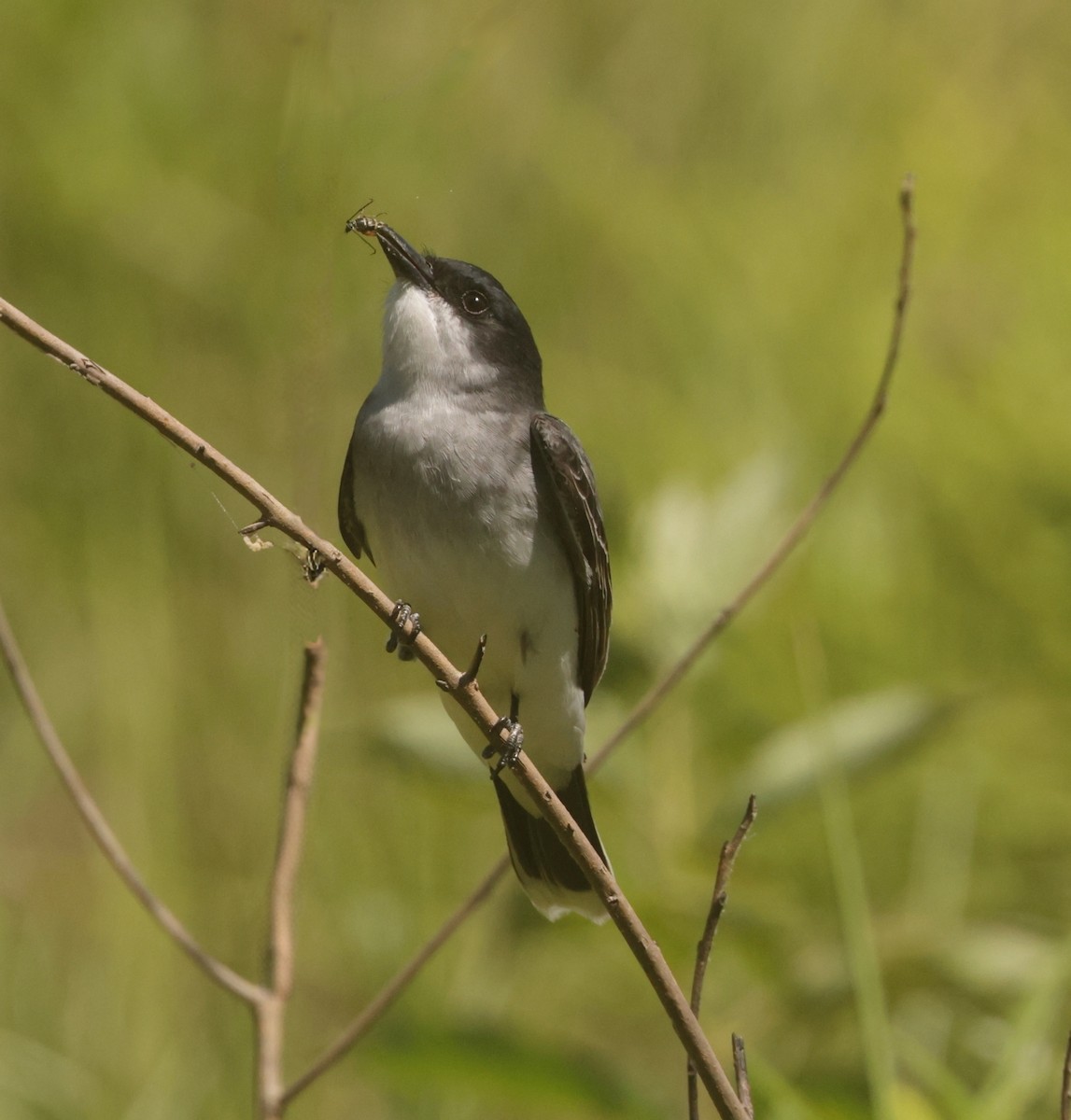 Eastern Kingbird - ML656666954