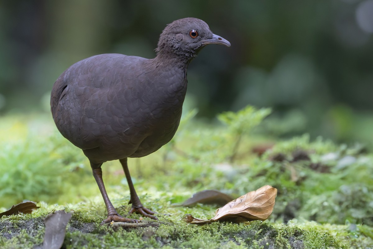 Cinereous Tinamou - ML656667713