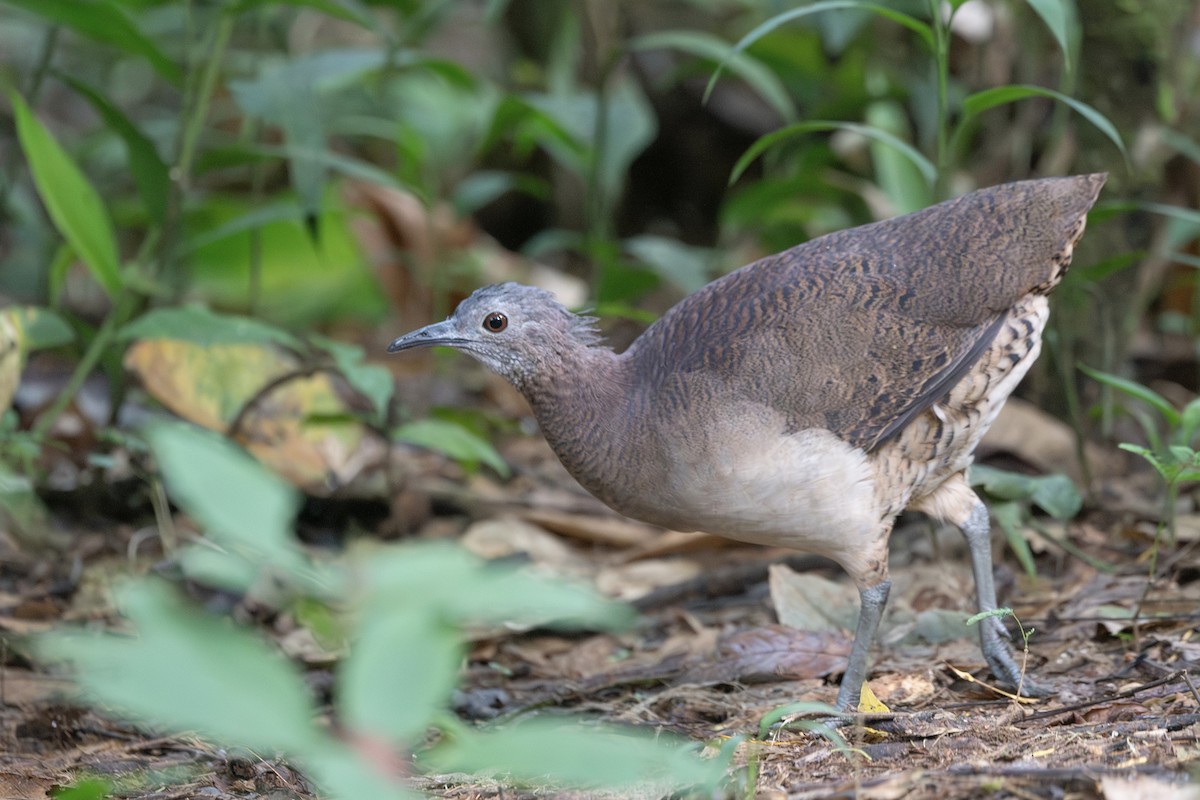 Undulated Tinamou - ML656667723